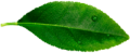 leave__0000_Layer-10.png leave__0000_Layer-10.png